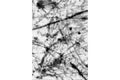 Boston P844A WHITE-GREY Area Rug