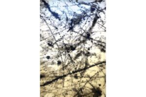 Boston P844A WHITE-DARK BLUE Area Rug