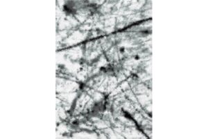 Boston P844A WHITE-DUCK EGG Area Rug