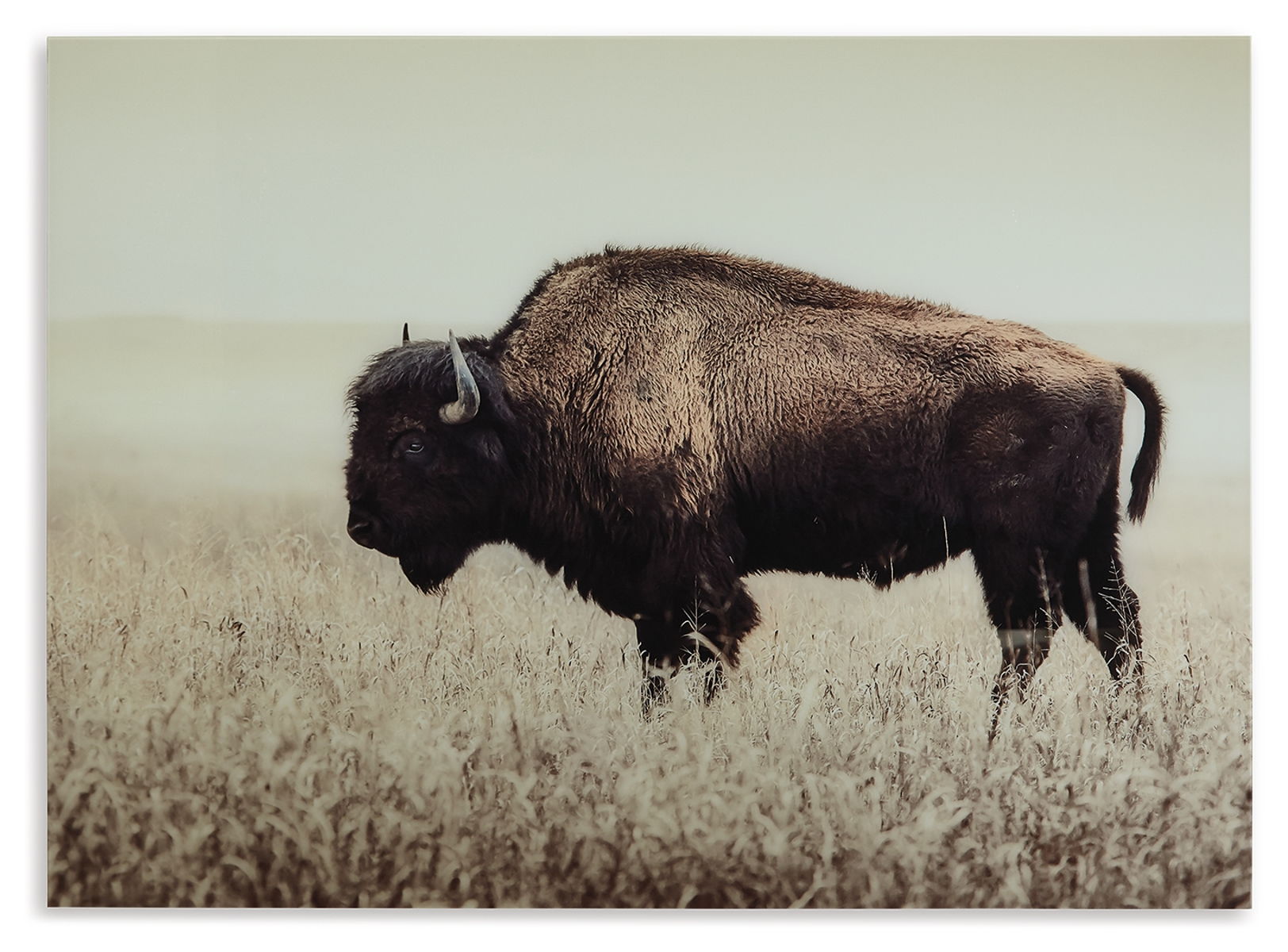 Brutus - Wall Art - Sepia - Image 4